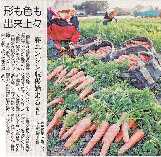 徳島新聞２０１３年３月２６日春にんじん収穫記事