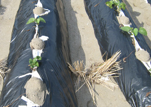 ５月中旬鳴門市里浦町。一苗、一苗、ビニール袋と藁で苗と砂を守ります。